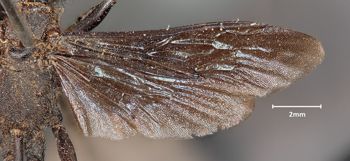Media type: image;   Entomology 14348 Aspect: wing